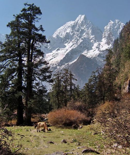 Mt.Phungi from camp at Phedi beneath Larkya La