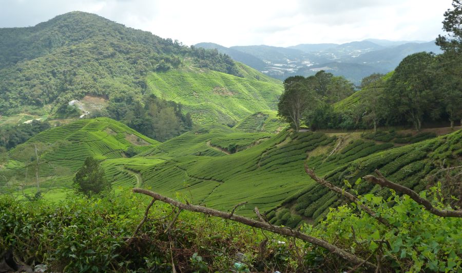 Tea Plantations in Cameron Highlands