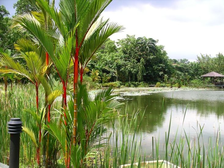 Singapore Botanic Gardens