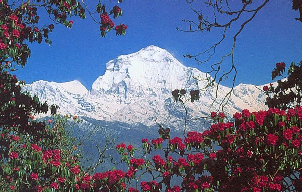 Dhaulagiri from Poon Hill