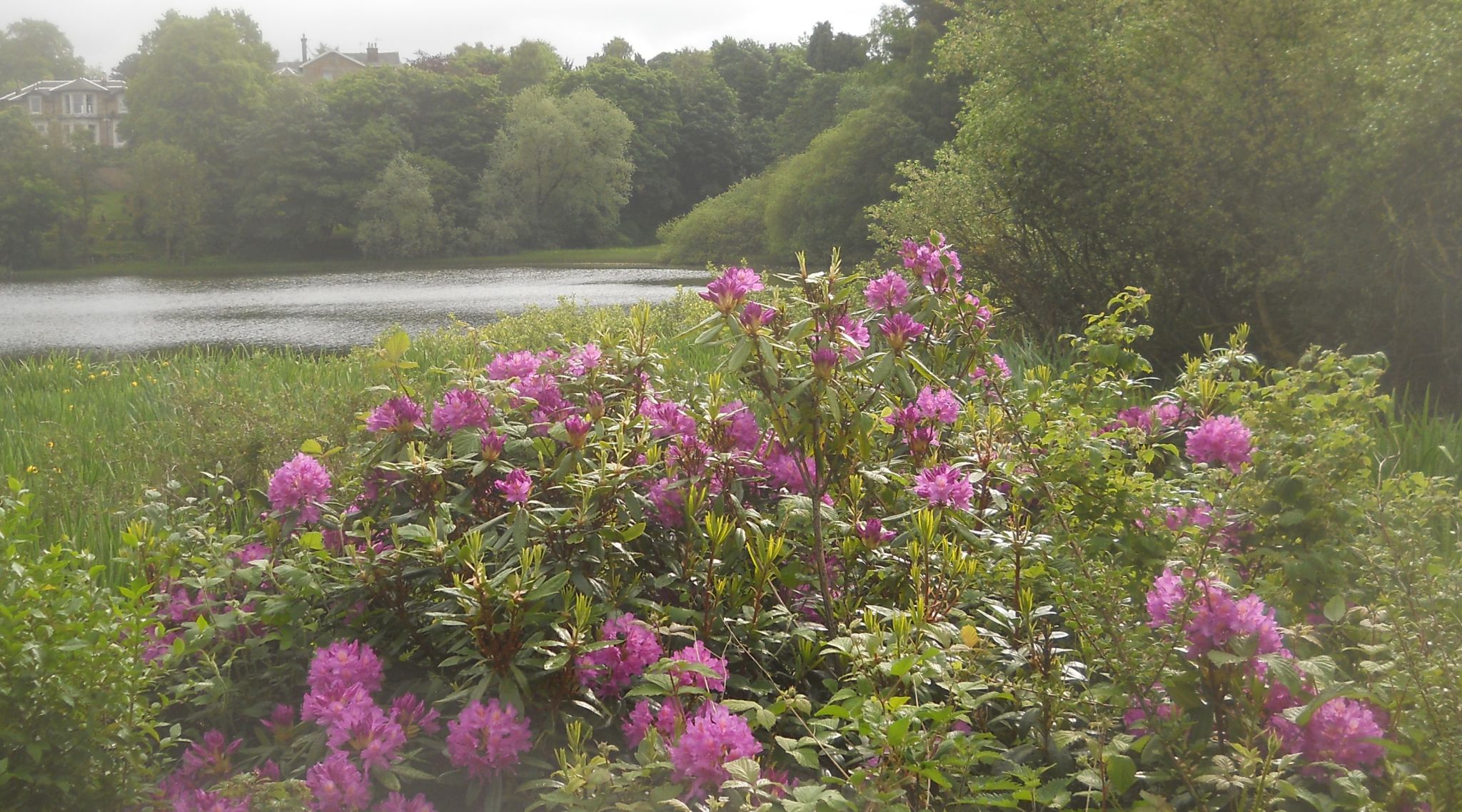 St.Germain's Loch in Bearsden