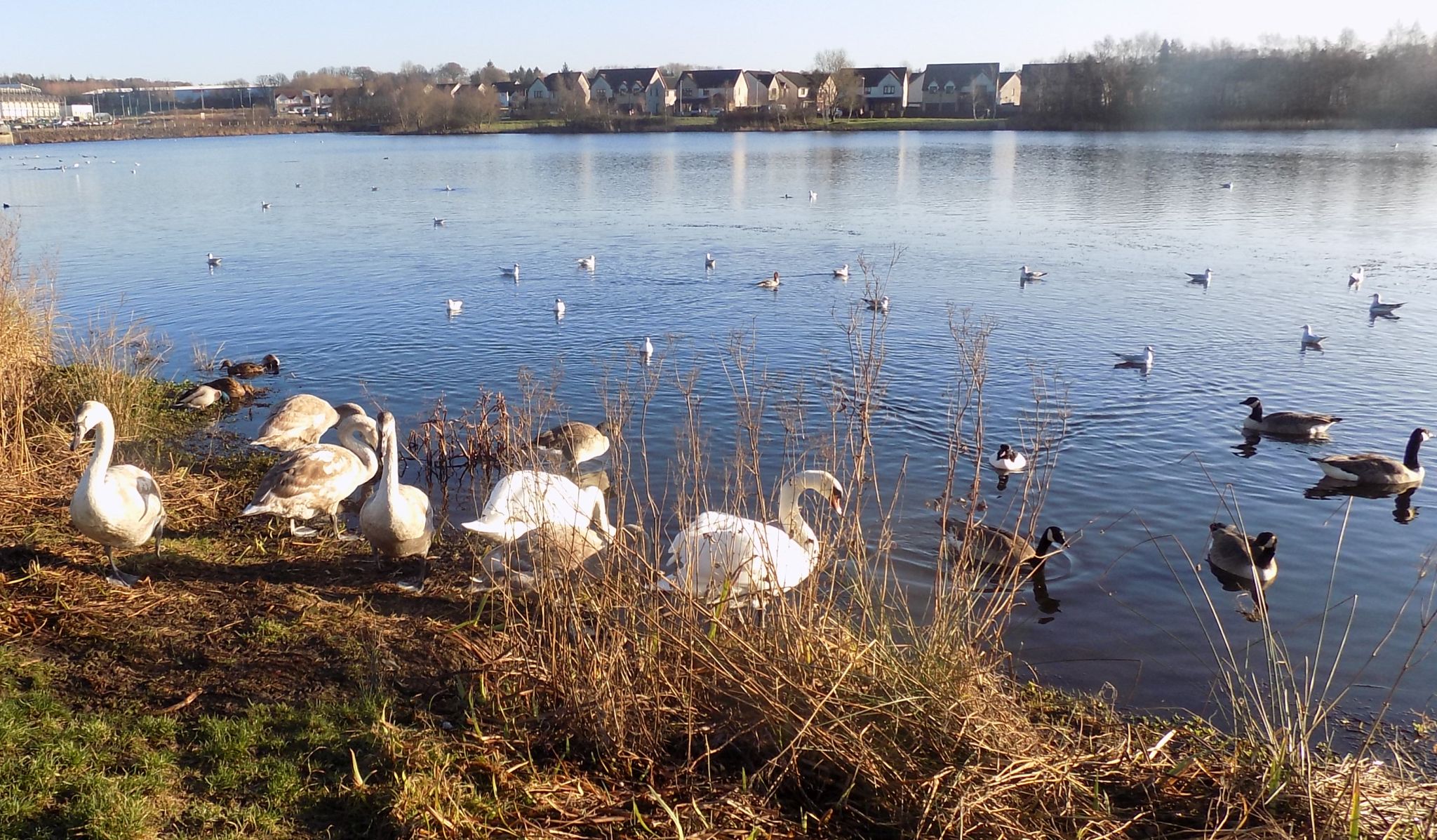 Broadwood Loch at Cumbernauld