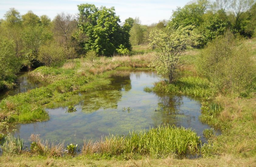 Pond in Dams to Darnley Country Park