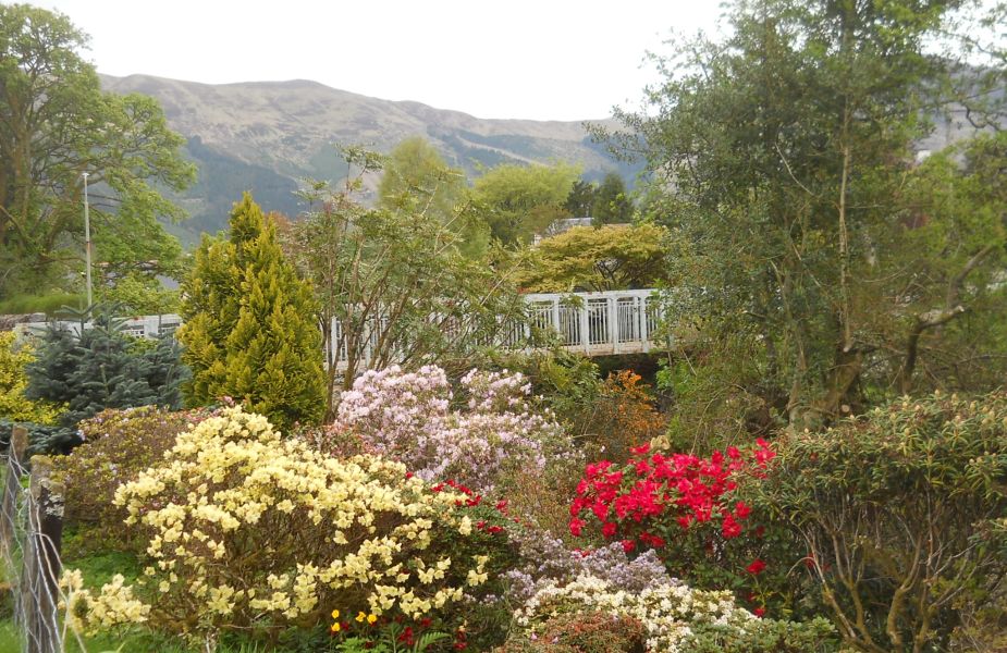 Flowering shrubs in Ballachulish