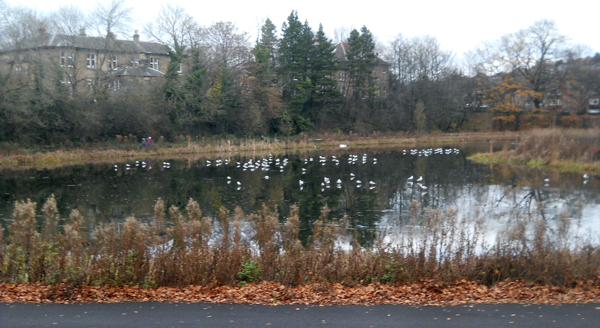 Bingham's Pond in Great Western Road