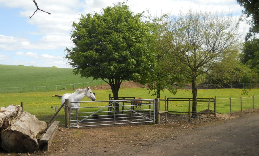 Paddock at farm on the return route to Houston