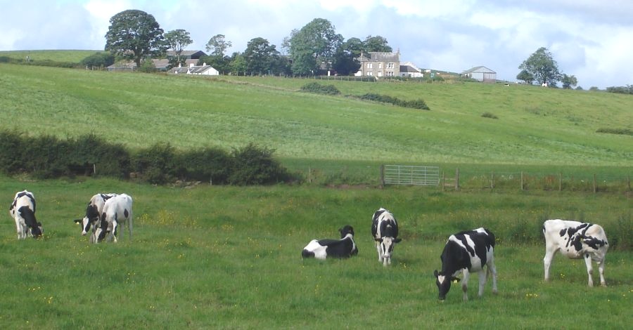 Cattle and Farm from the Allander River Walkway