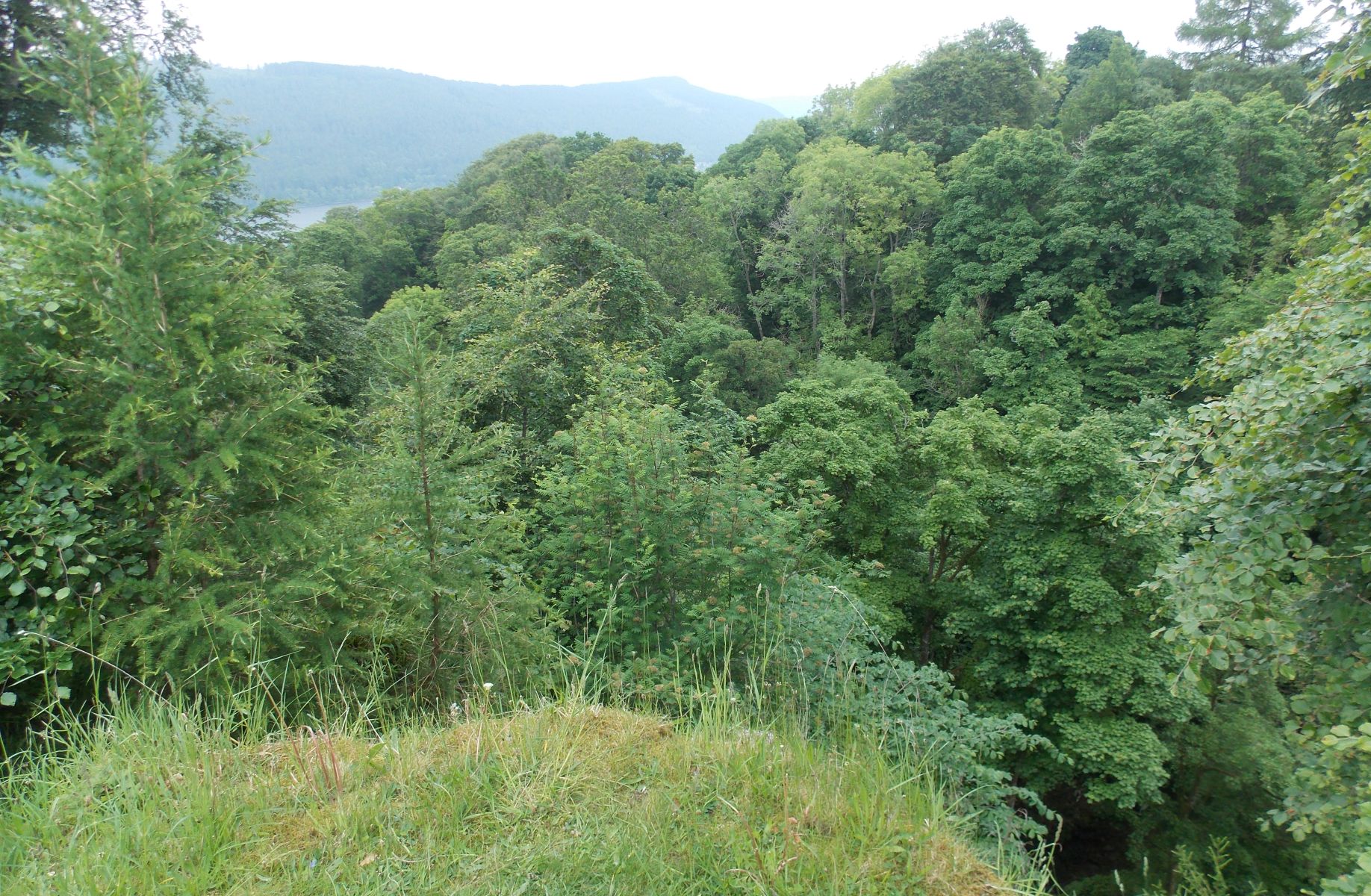 Woods enclosing the Acharn Burn