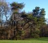 Dsc00286_scots_pine.jpg