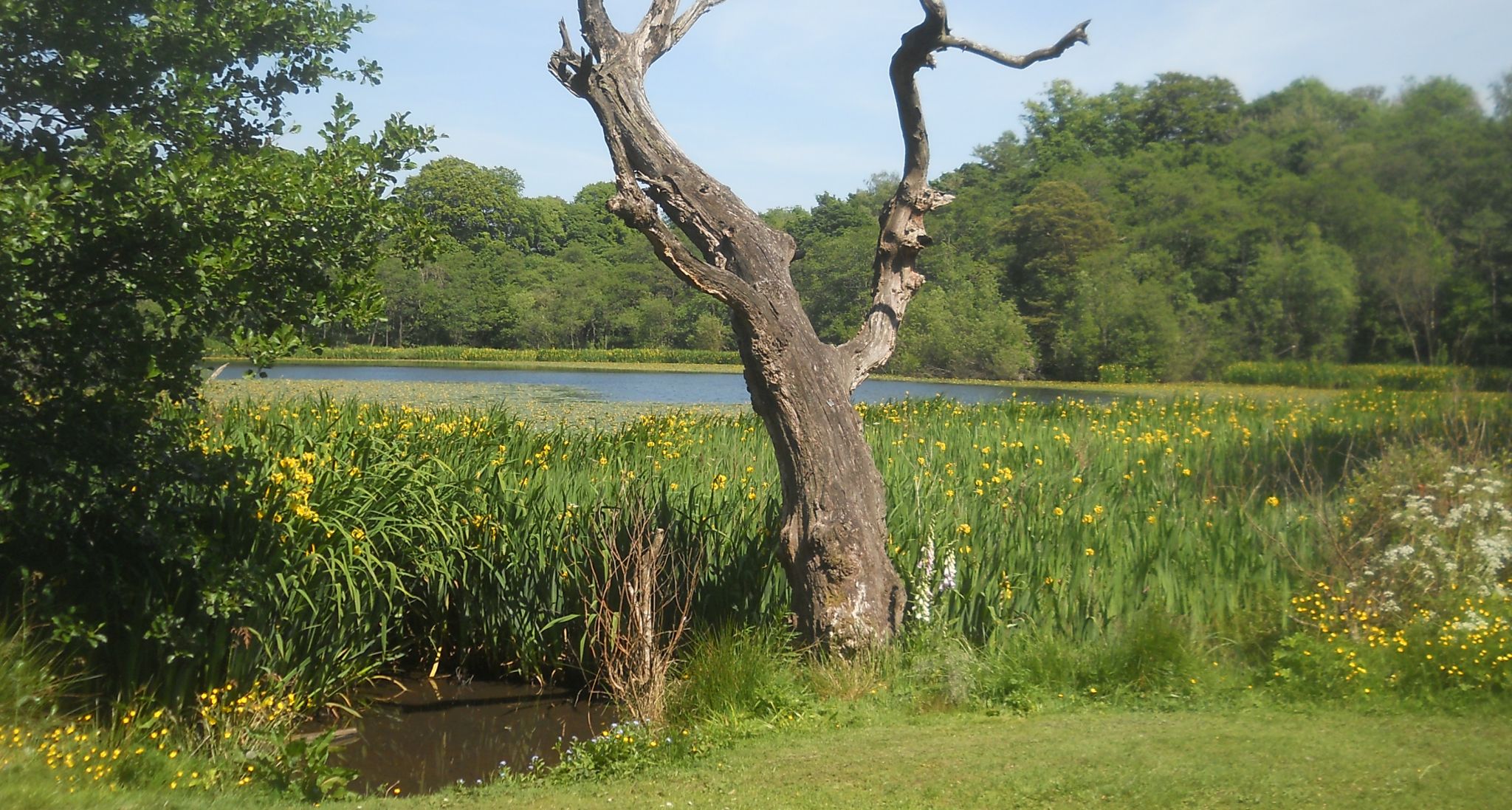 Kilmardinny Loch in Bearsden