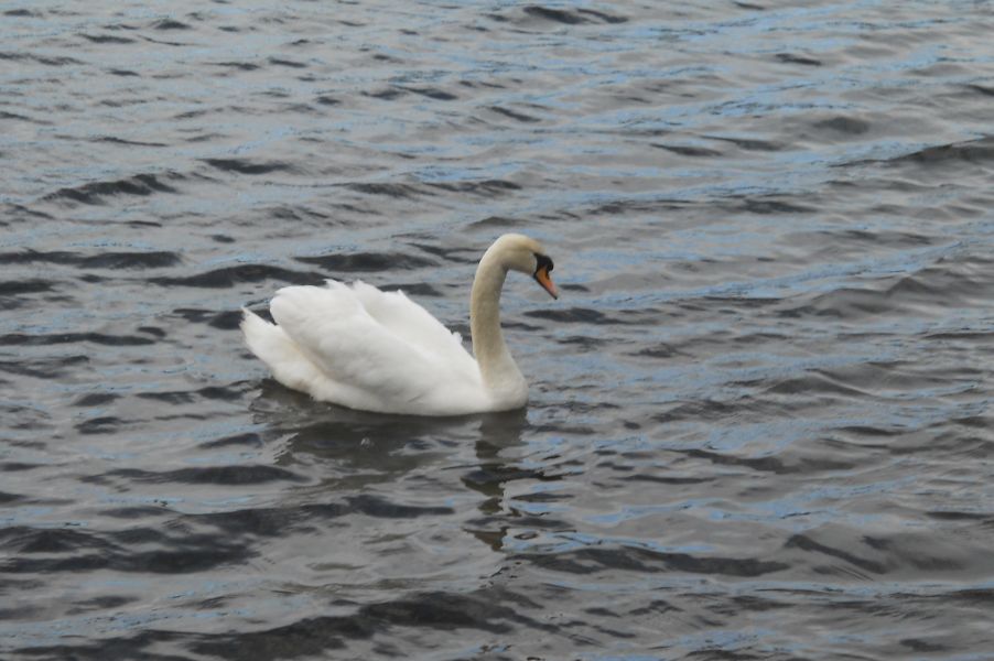 Swan at Kilmardinny Loch in Bearsden