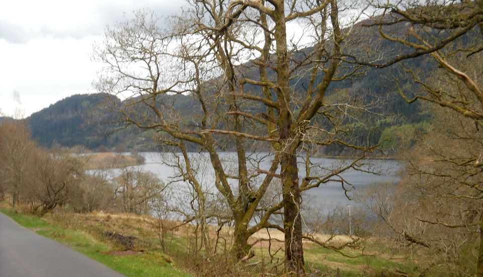 Ancient forest above Loch Katrine