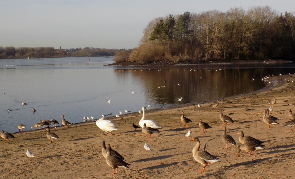 Birds at Strathclyde Country Park Loch