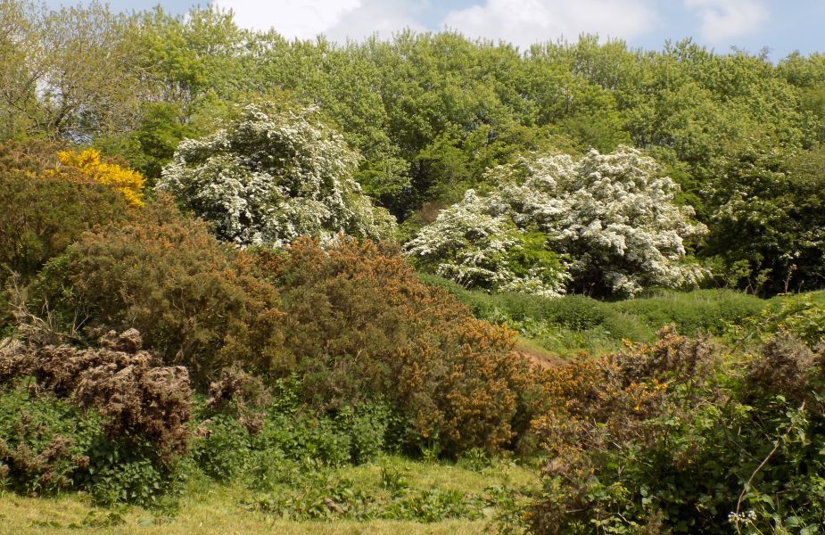 Countryside at Mauchline