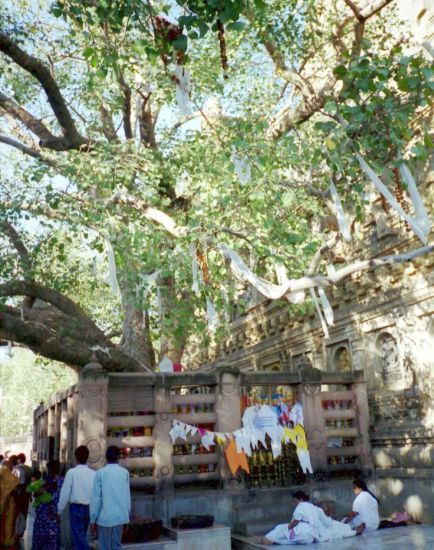 Worshippers at Sri Maha Bodhi