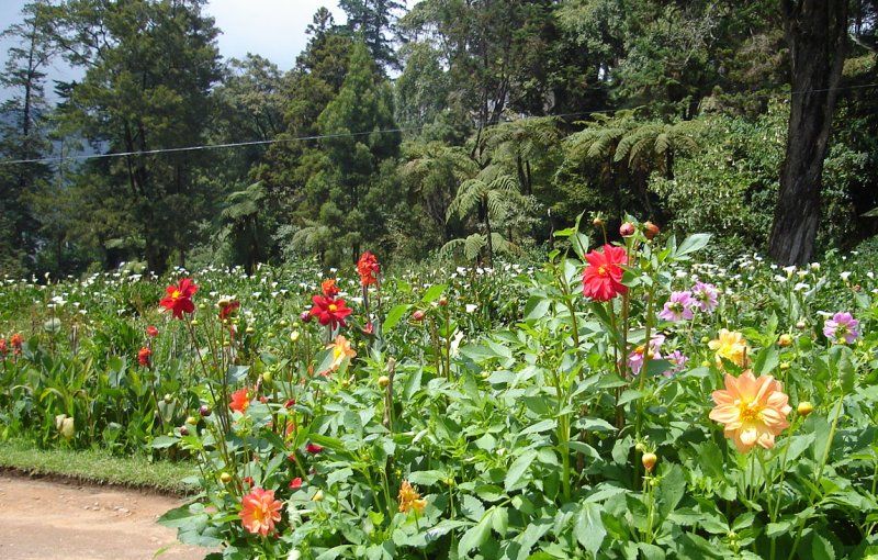 Flowers in Victoria Park