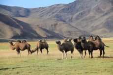 Altai Mountains in Russia