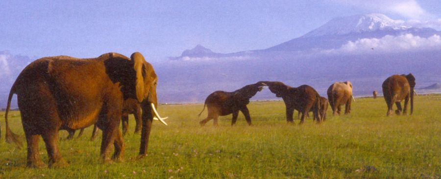 Mount Kilimanjaro from Amboseli National Park in Kenya in East Africa